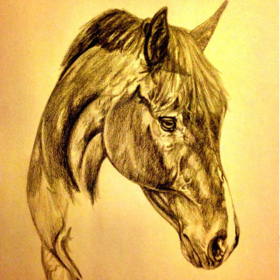 thoroughbred